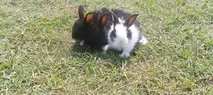 Angora Rabbit
