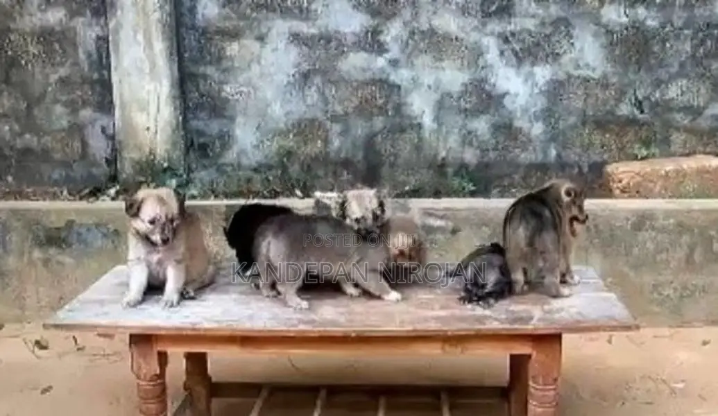 Lion Pomeranian Puppies