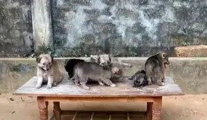Lion Pomeranian Puppies