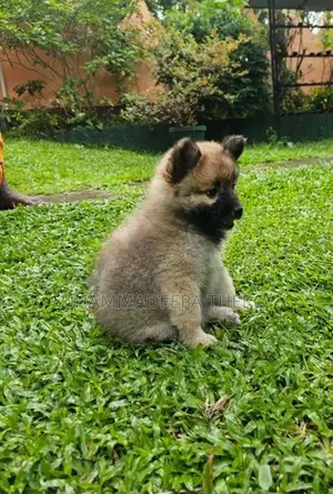 Lion Pomeranian