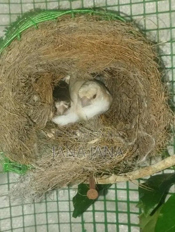Bengali Finch