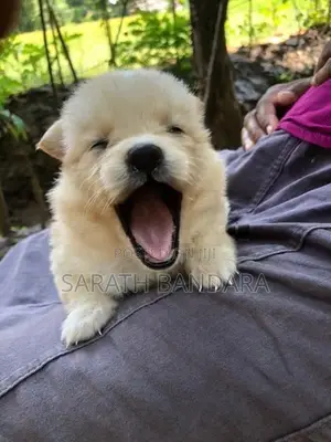 Lion Pomeranian Puppies