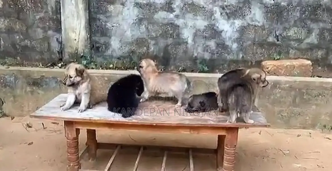 Lion Pomeranian Puppies