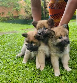 Lion Pomeranian