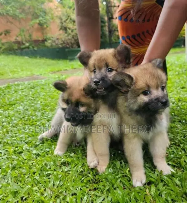 Lion Pomeranian