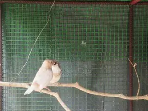 Bengali Finch