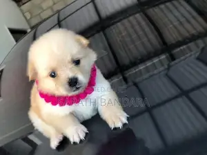 Lion Pomeranian Puppies
