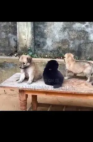 Lion Pomeranian Puppies