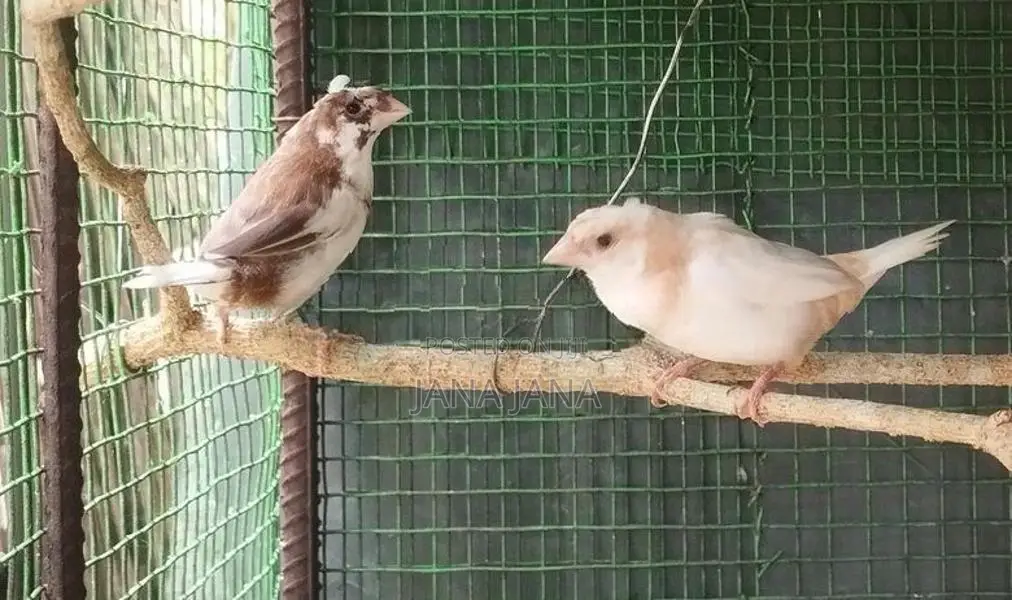 Bengali Finch