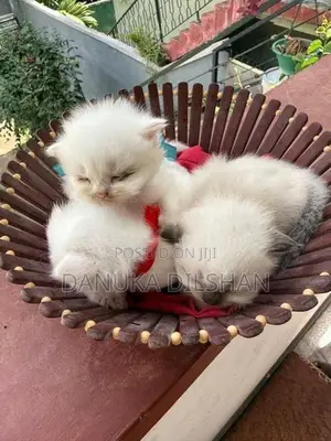 Persian Kittens