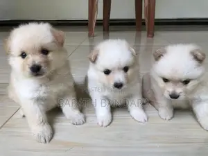 Lion Pomeranian Puppies