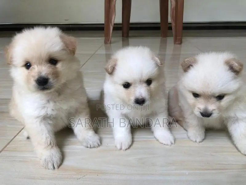Lion Pomeranian Puppies