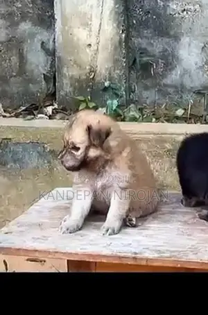 Lion Pomeranian Puppies