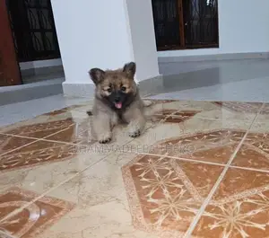 Lion Pomeranian