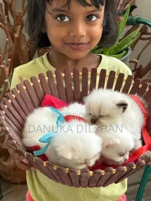 Persian Kittens
