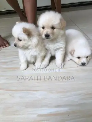 Lion Pomeranian Puppies