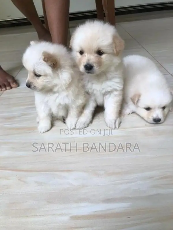Lion Pomeranian Puppies
