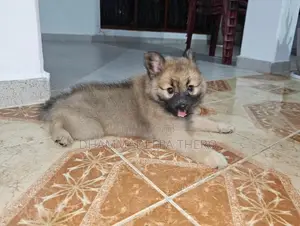 Lion Pomeranian