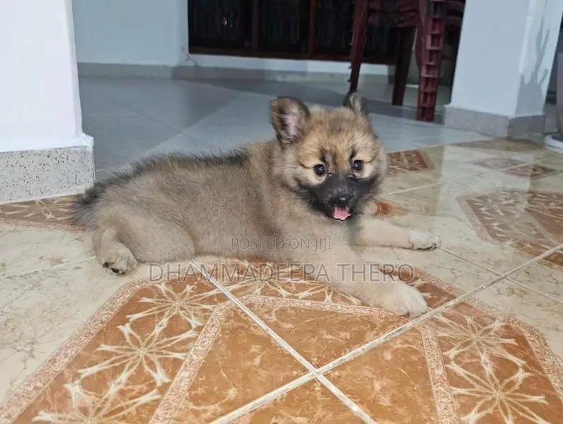 Lion Pomeranian