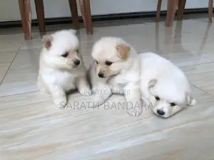 Lion Pomeranian Puppies
