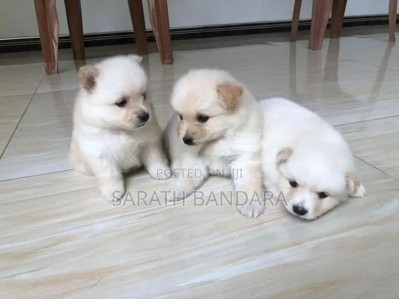 Lion Pomeranian Puppies