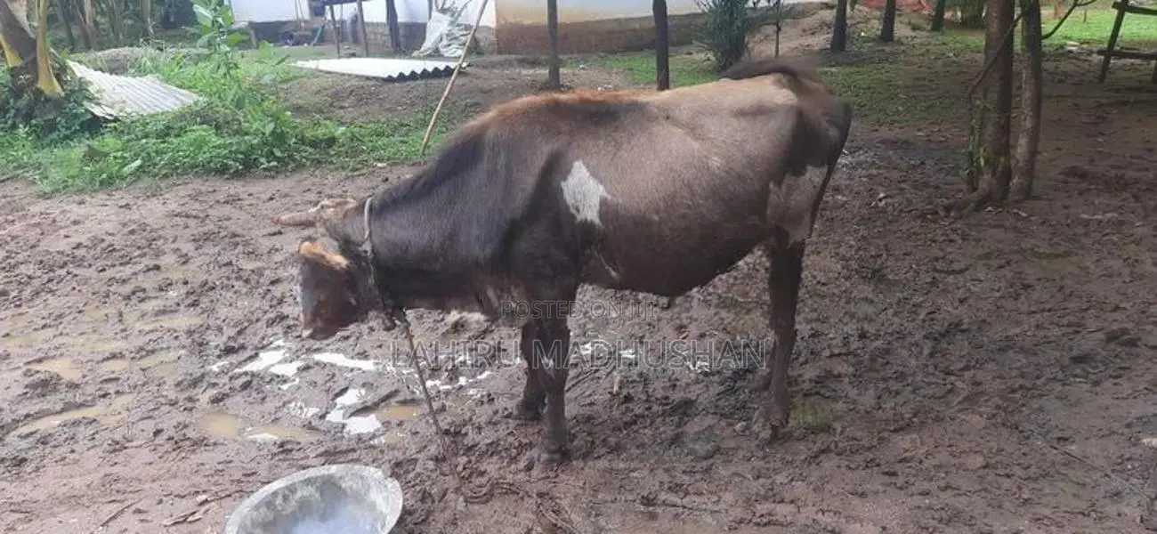 එළ හරක්