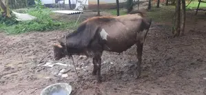 එළ හරක්