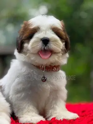 Shih Tzu Puppies
