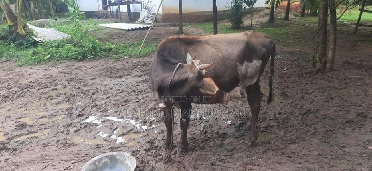 එළ හරක්