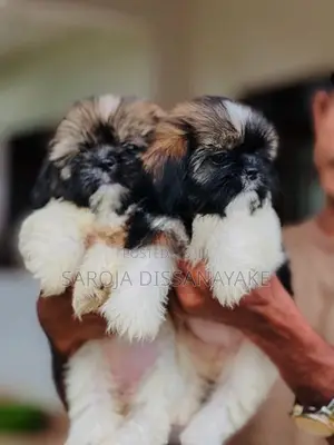 Shih Tzu Puppies