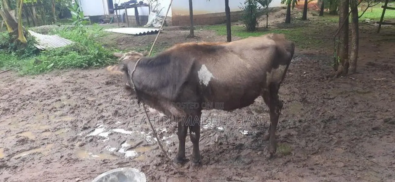එළ හරක්