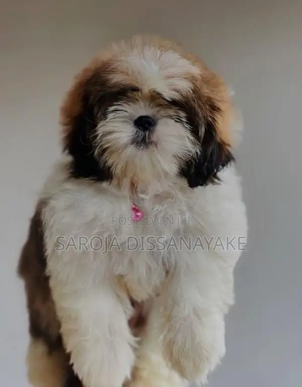 Shih Tzu Puppies