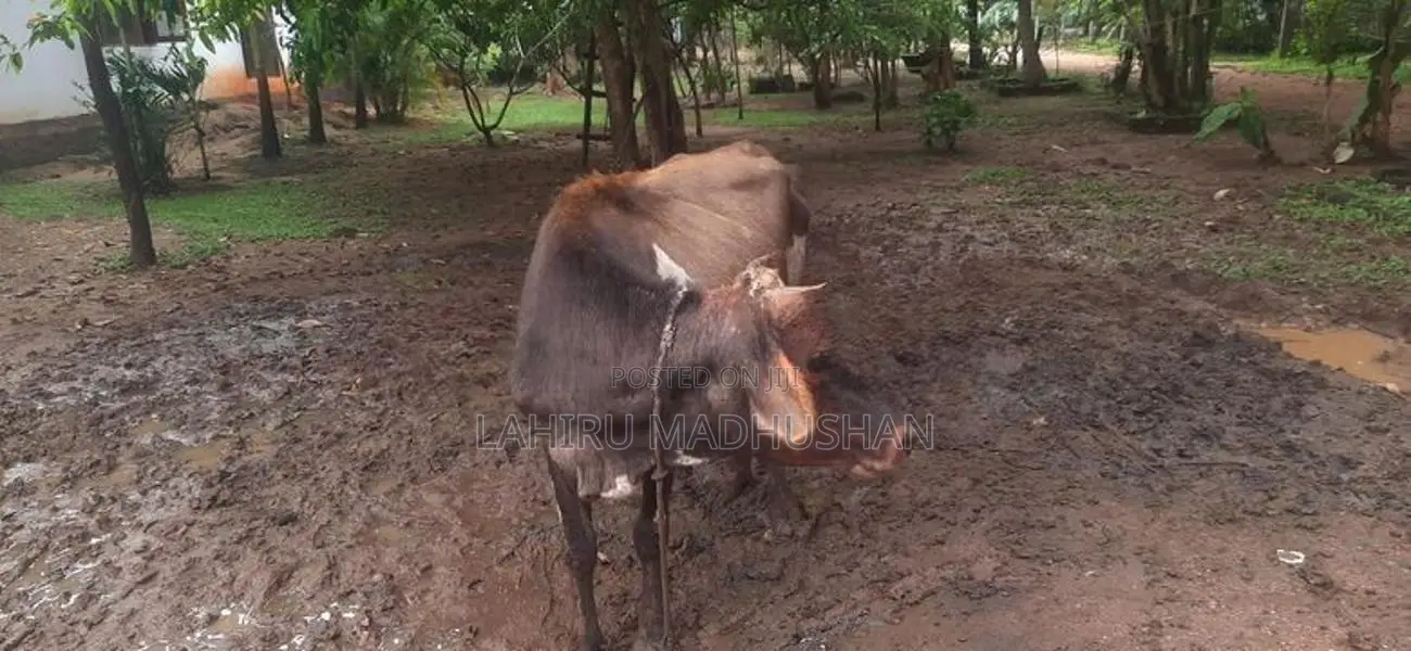 එළ හරක්