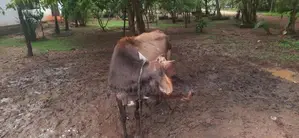 එළ හරක්