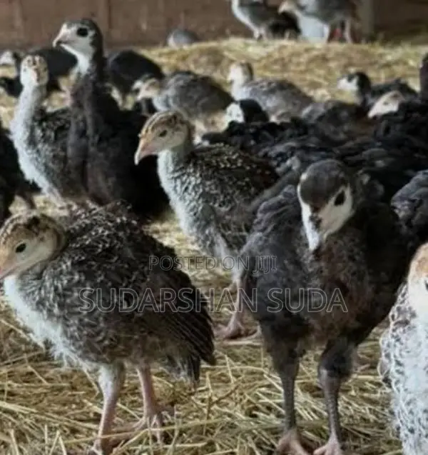 Turkey Chicks