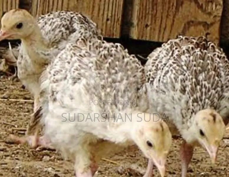 Turkey Chicks