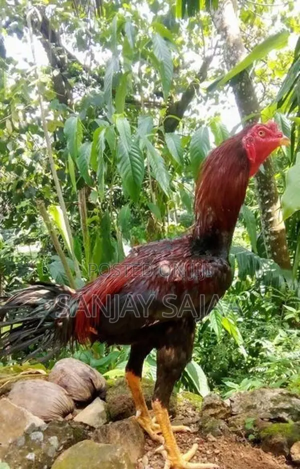 Rooster