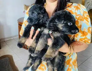 Lion German Shepherd Long Coat Puppies