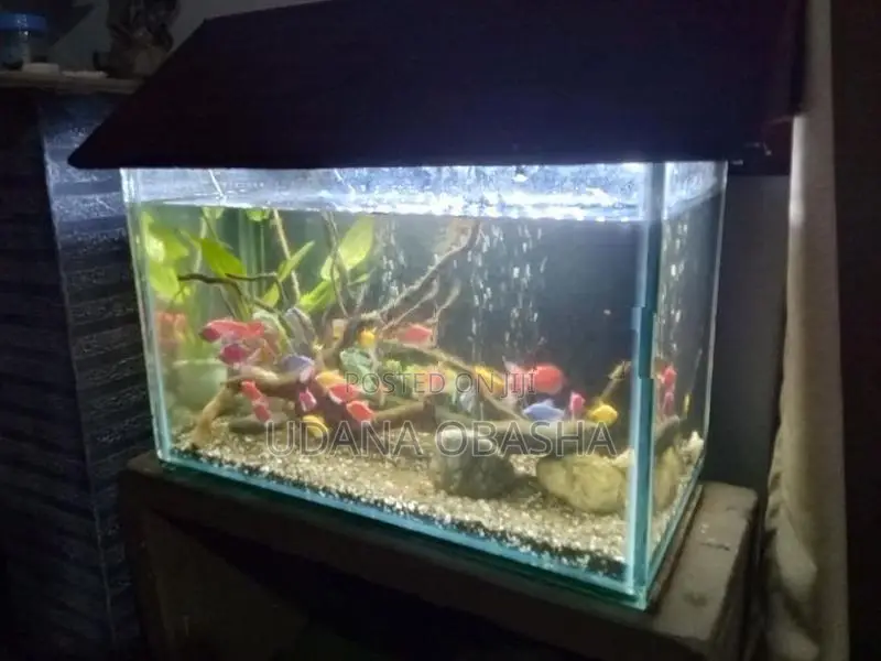 Fish Tank with