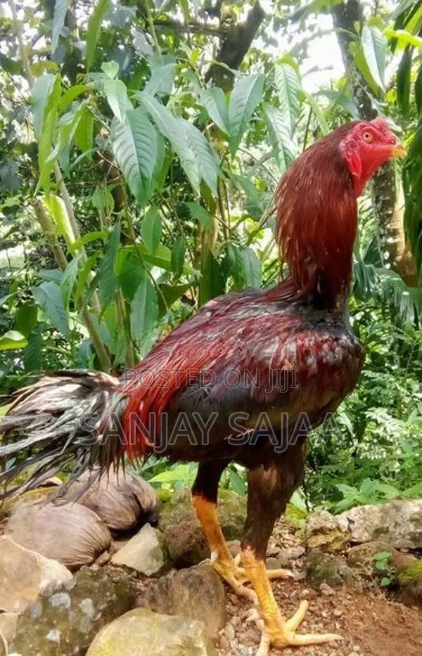 Rooster