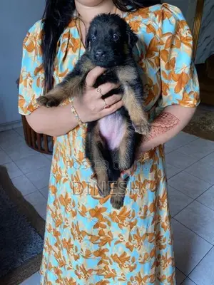 Lion German Shepherd Long Coat Puppies