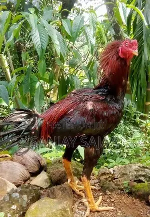 Rooster