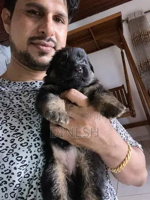Lion German Shepherd Long Coat Puppies