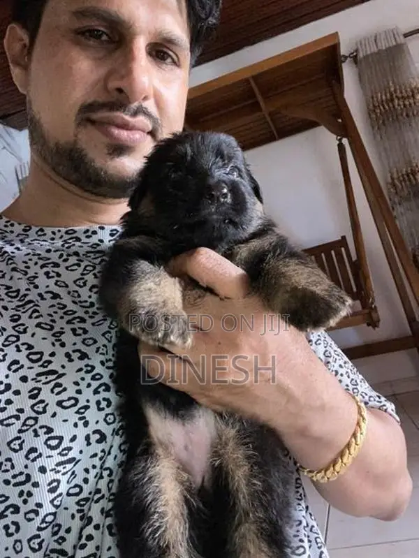 Lion German Shepherd Long Coat Puppies