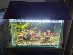 Fish Tank with
