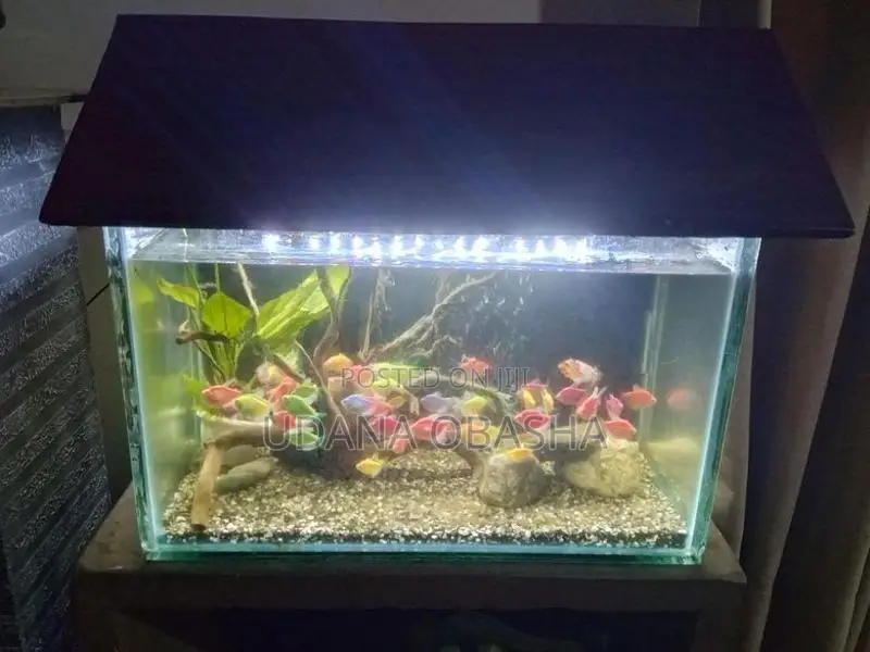 Fish Tank with