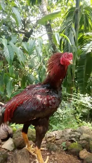 Rooster