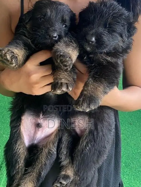 Lion German Shepherd Long Coat Puppies