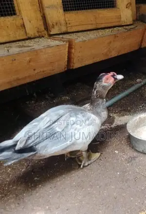 Moscovy Duck