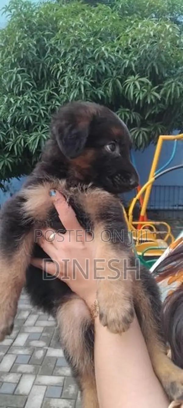Lion Shepherd Long Coat
